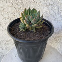 1 Gallon Pot Succulent Plant Rossete - Hybrid Sedeveria - Blue Elf - Rooted & Established - Drought Resistant - 🪴 