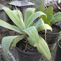 Small Agave 