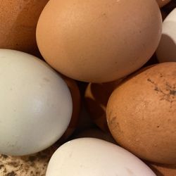 Organic Fresh Eggs