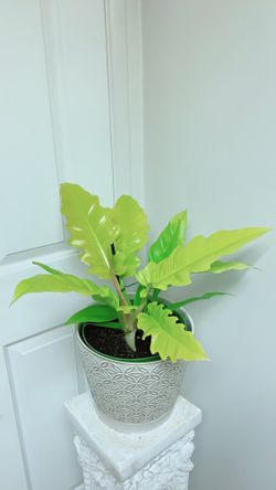 baby rubber plant Peperomia Marble Variegated Baby Rubber Plant Nursery 6