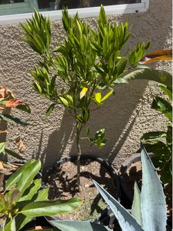 Mandarin tree