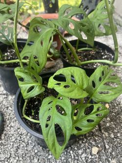 Monstera Adansonii