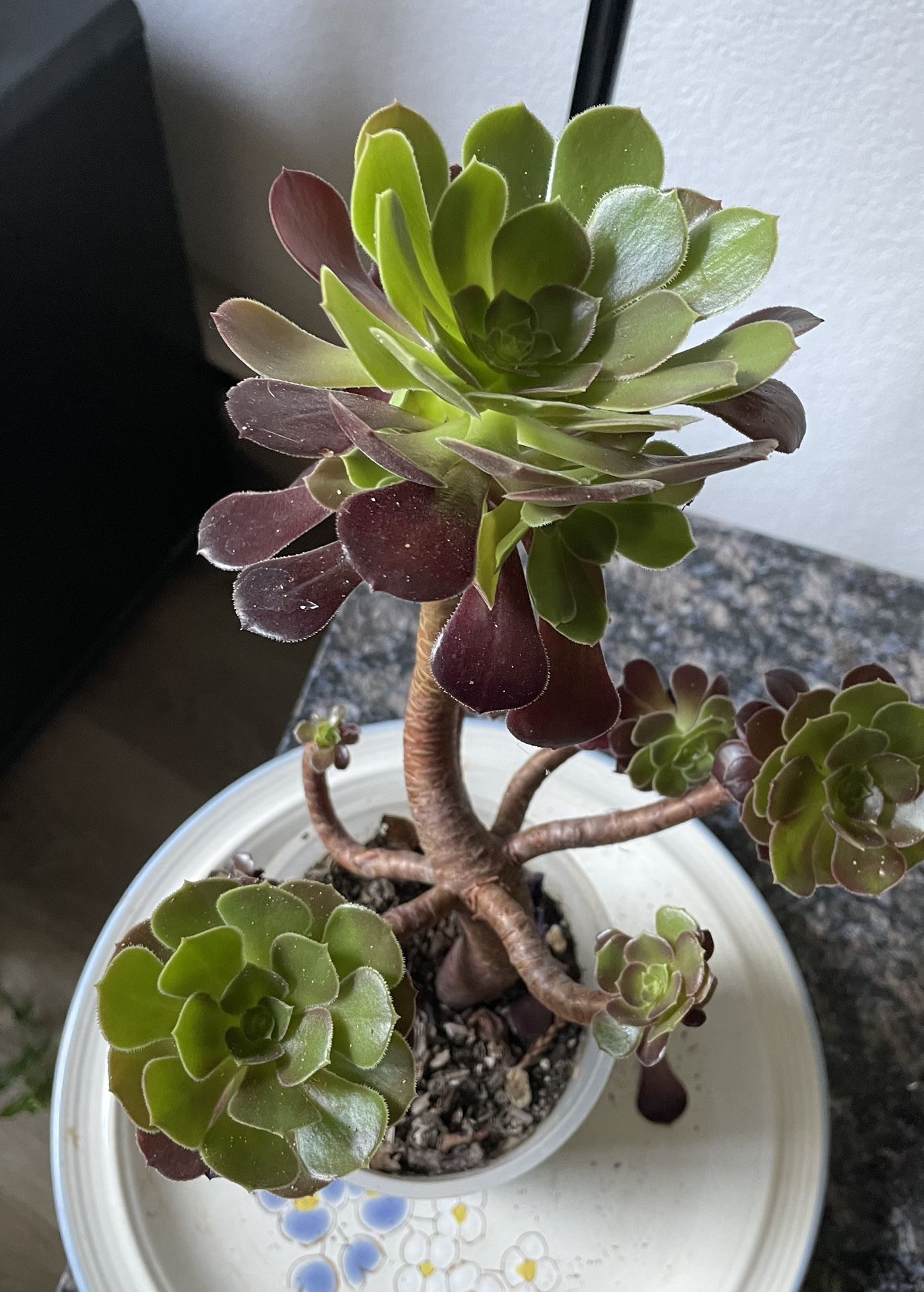 Black Rose Succulant