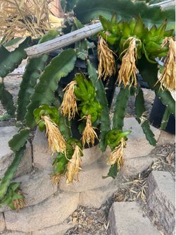 White dragon fruit plant
