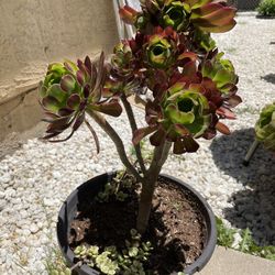 Suculentas