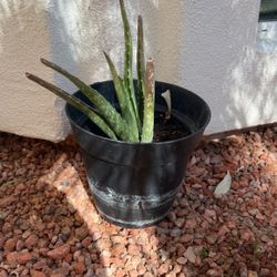 Aloe Plants 