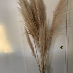Pampas Grass (8 Pieces)
