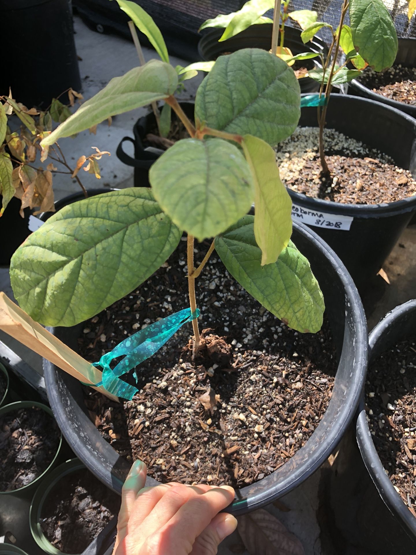 cupuacu theobroma fruit tree *chocolate tree*