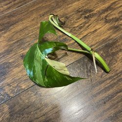 Variegated Epipremnum  Albo Plant Cutting