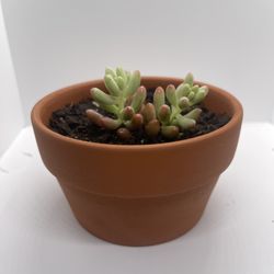 Adopt a Succulent – Premium Terracotta Pot