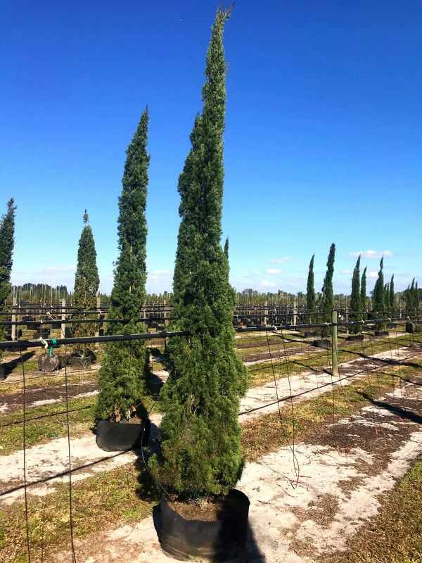 Italian Cypress 12 feet tall for Sale in Lake Worth, FL OfferUp