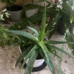 Large Alloe Vera Plant 
