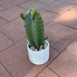 cereus jamacaru Cactus 🌵 With Flowering Bulbs  In Floral Ceramic Pot 