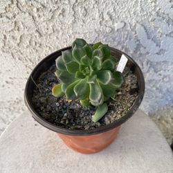 6 Inch Pot Rare Succulent Plant - Sedeveria Rolly Letizia - Rooted & Established - Drought Resistant - 🪴