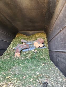 Pine Mulch And Pine Trunks