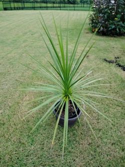 Large Yucca Plant