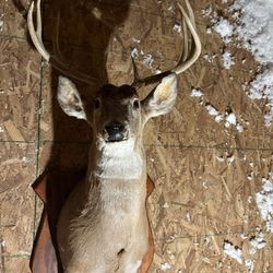 Deer Mount