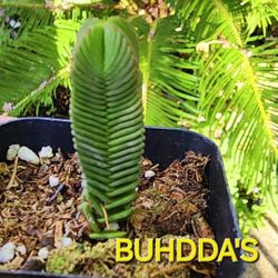 PLANT SALE SUNDAY. BUHHDA TEMPLE ONLY $8  PLUS MORE STARTS AT 1PM