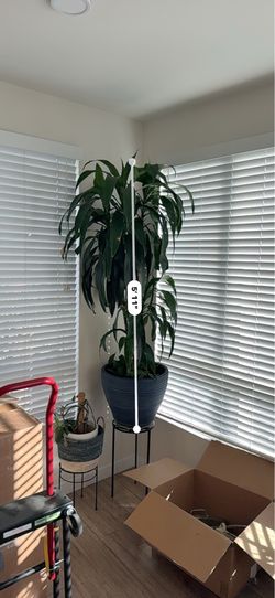 Large indoor plant