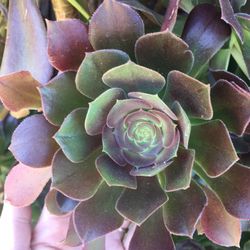  Bi Color Aeonium Cuttings
