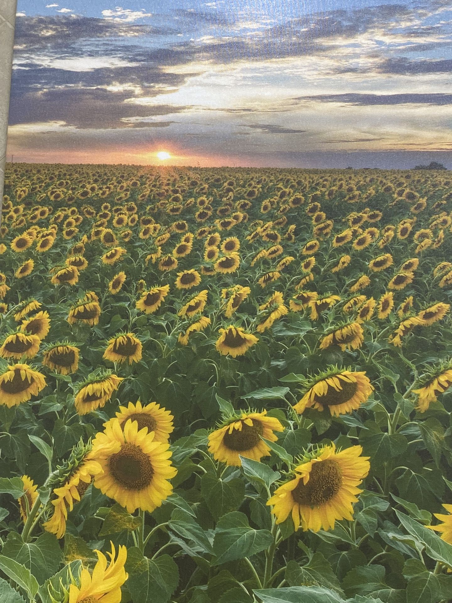 Tarot X Cell O Mensaje