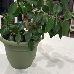 Chinese Banyan 