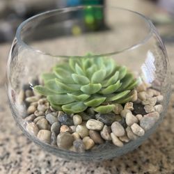 Succulent Arrangement