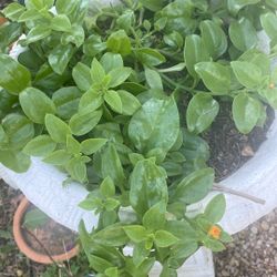 Large Ice Flowers Yellow 