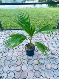 Fiji fan palm (Pritchardia Pacifica)