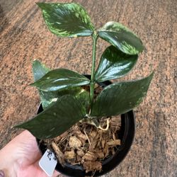 Hoya Polyneura ‘Broget’ - Live Plant