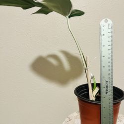 Monstera Albo