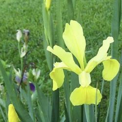 Perennials Starters 