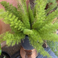 Fern