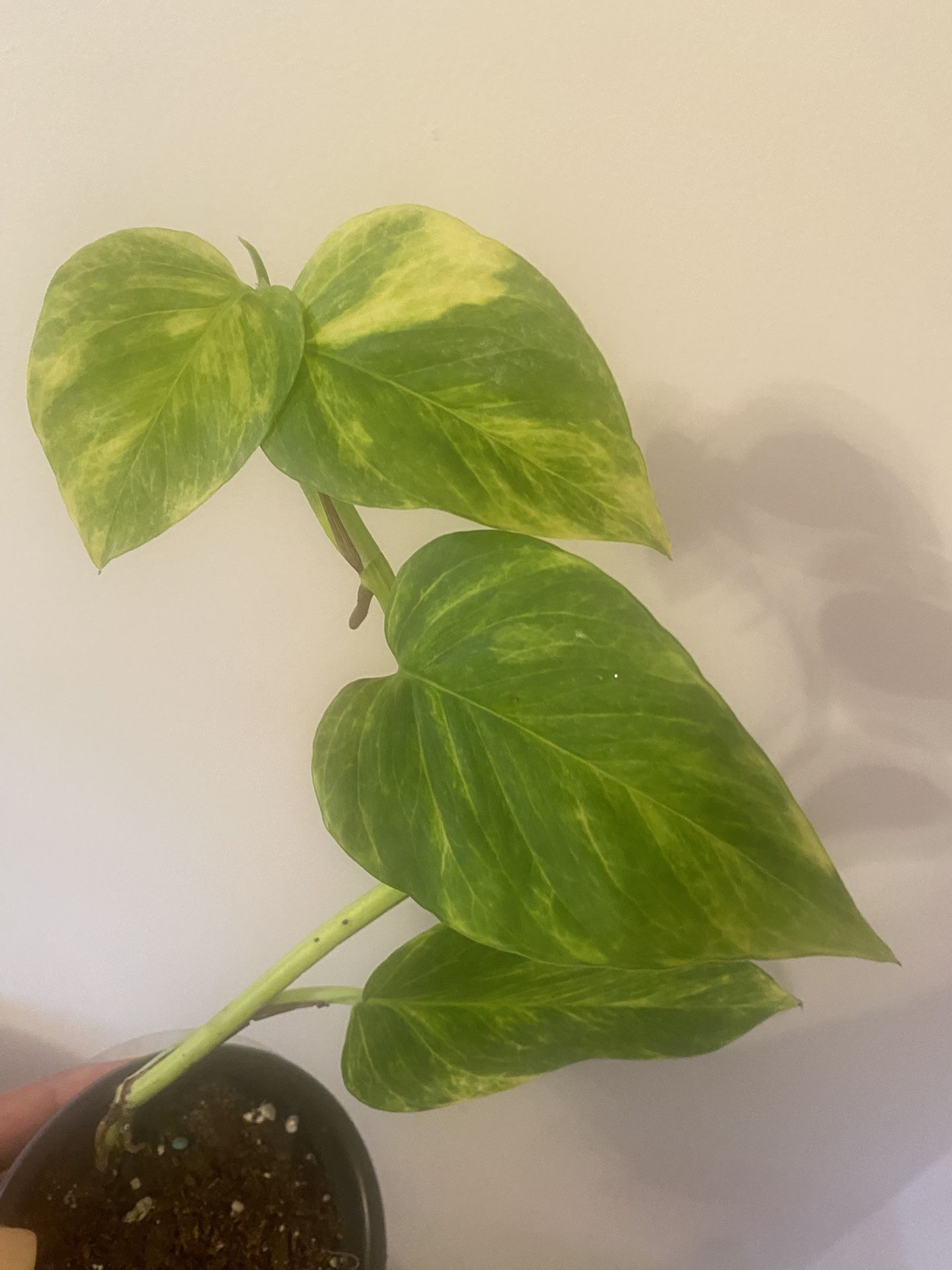 Golden Pothos 4” Pot