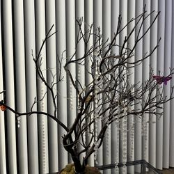Manzanita Tree