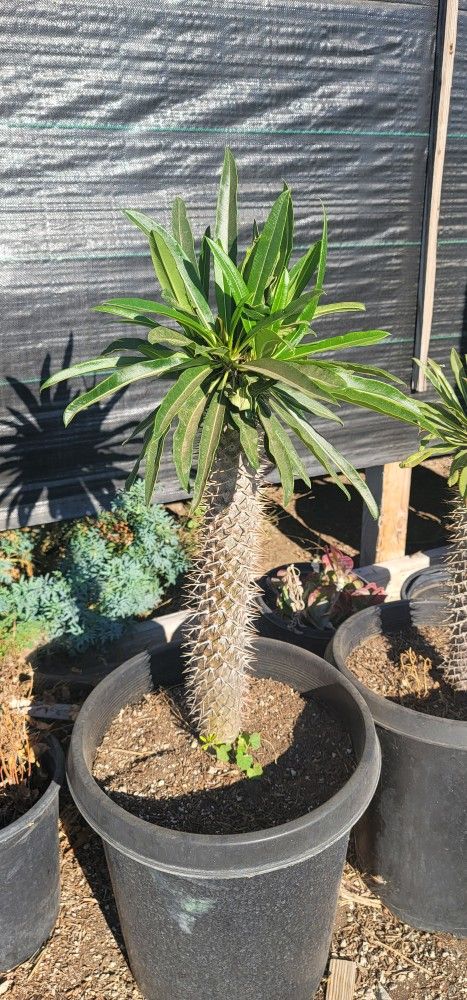 long leaf succulent Succulent Cuttings - Unrooted Cotyledon 'Long Fingers'