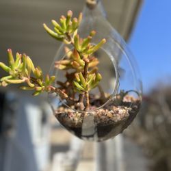 Glass Rain Drop Hanging Planter