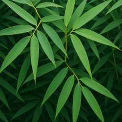 Eco-Friendly Cold Hardy Buddha Bamboo Plants – Perfect for All 50 States – Urban & Sustainable GardeningGrow premium Buddha Running Bamboo Plants from