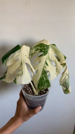 Monstera albo