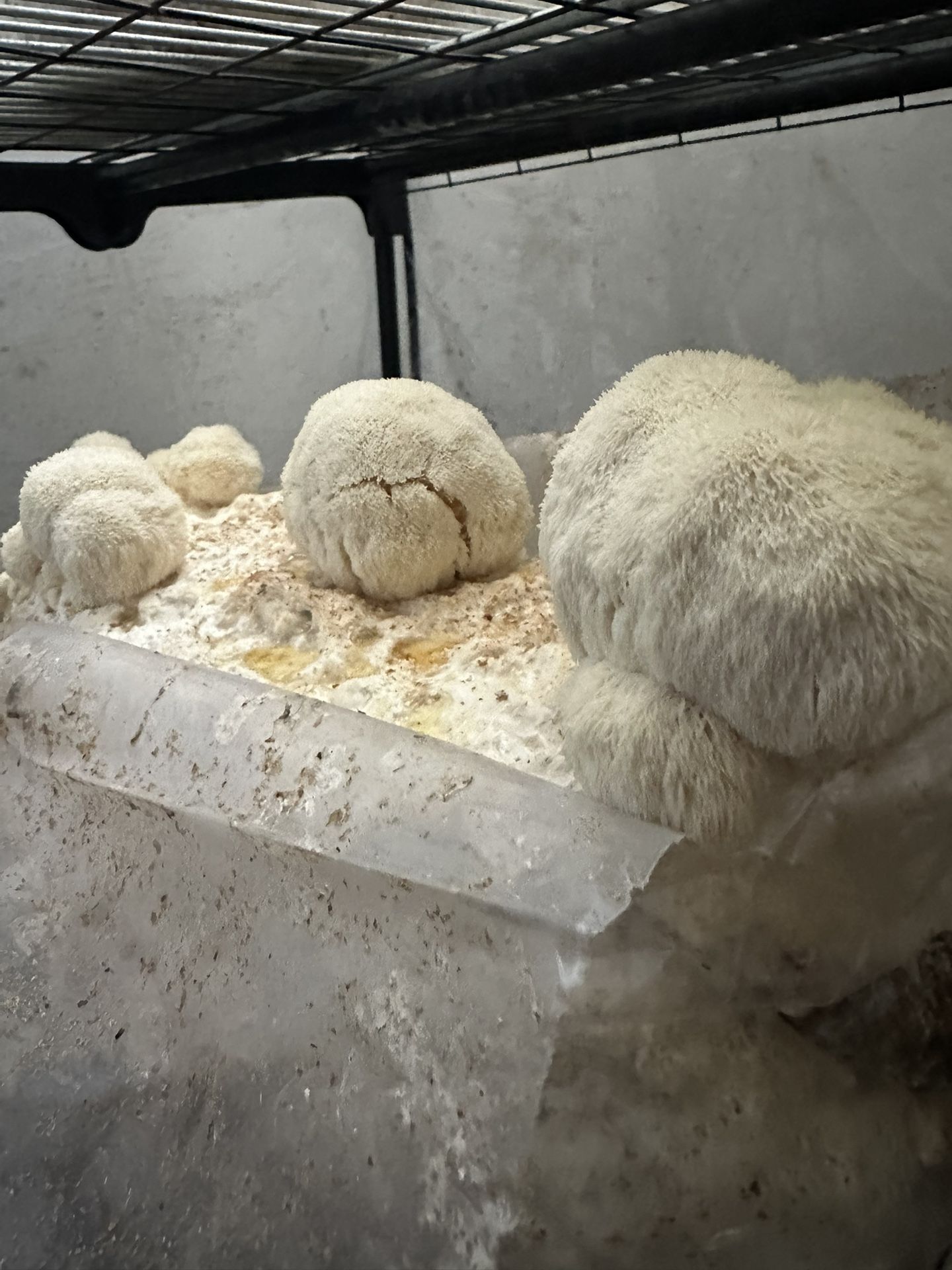 Lions Mane Mushrooms