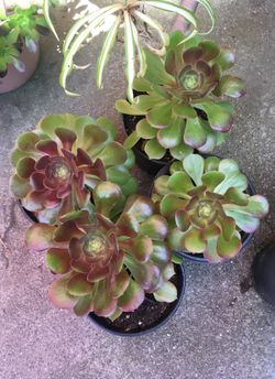 Beautiful succulents