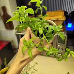 Succulents.  Full Sun. $10 Each. Beautiful Collection 