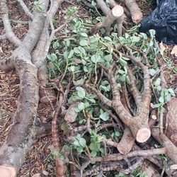 Crassula Ovata aka Jade succulent cuttings