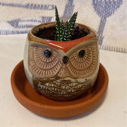 Haworthia Barcelona Plant In Ceramic Owl Pot With Glazed Saucer 