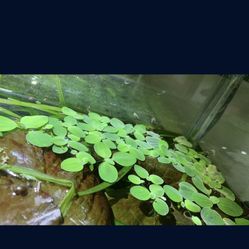 Dwarf Water Lettuce 