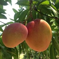 Baby Tommy Mango Trees😃🌿🌿🌿🥭🥭🥭