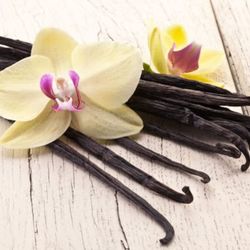 Vanilla Beans Orchid Plant 🪴 