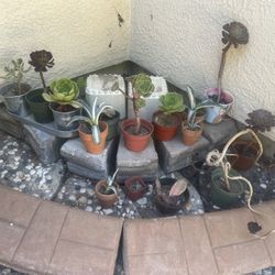 Succulents 3$ Each U Pick 