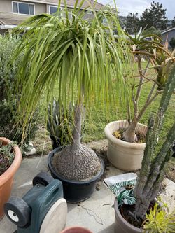 Pindo Elephant Foot Palm