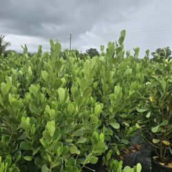 Clusias Over 6 Feet Tall Instant Privacy Hedge For Fence 